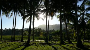 Anda Bohol 'un kırsalındaki Palmtrees' ten geçen güneş ışığı Filipinler