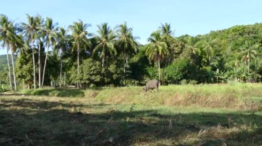 Filipinler 'deki Anda Bohol pirinç tarlalarında bufalo.
