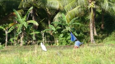 Anda Bohol, Filipinler 'de çiftçilik yapıyor.