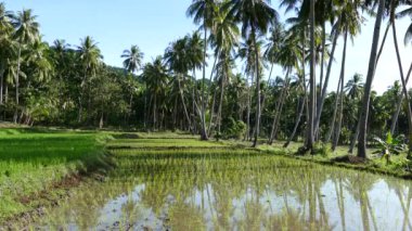 Filipinler Anda Bohol 'daki pirinç tarlasında Palmtree refleksi