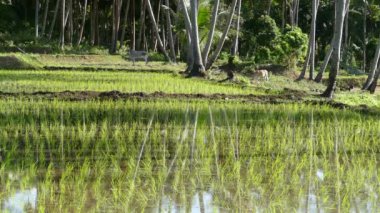 Filipinler, Anda Bohol 'daki pirinç tarlasında palmiye ağacının yansımasına yakın dur.