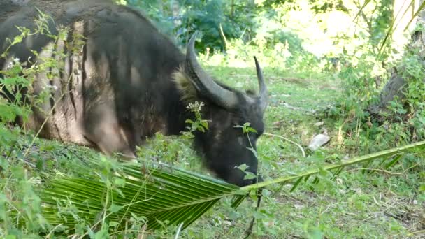 Wasserbüffel Fressen Von Einem Palmblatt Auf Dem Land Von Anda — Stockvideo