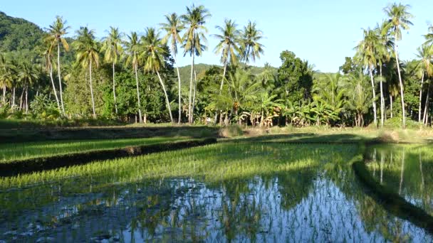 Рефлексія Пальмового Дерева Рисовій Терасі Анда Бохолі Філіппіни — стокове відео
