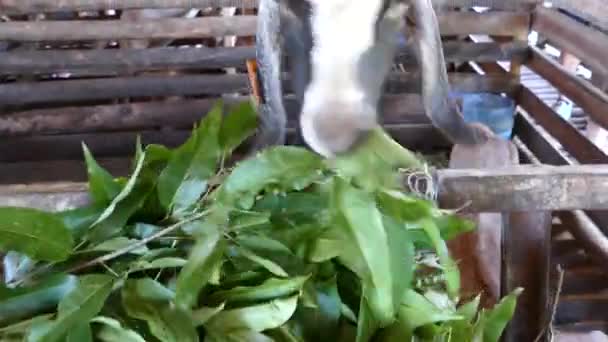 Goat Eating Leafs Morning Farm Philippines — Stock Video