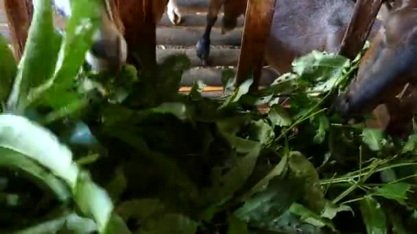 フィリピンの農場で午前中に2頭のヤギが葉を食べる — ストック動画