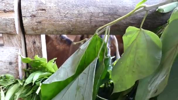 Chèvre brune mangeant des feuilles le matin dans une ferme aux Philippines