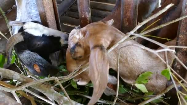 Vier Ziegen Fressen Blätter Auf Einem Bauernhof Auf Den Philippinen — Stockvideo