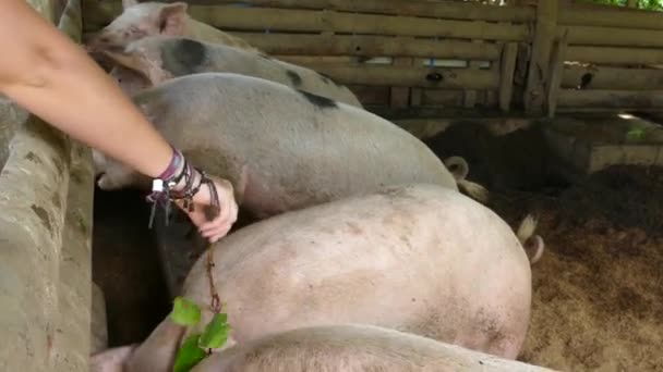 Turistas Alimentando Los Cerdos Con Hojas Una Granja Filipinas — Vídeos de Stock