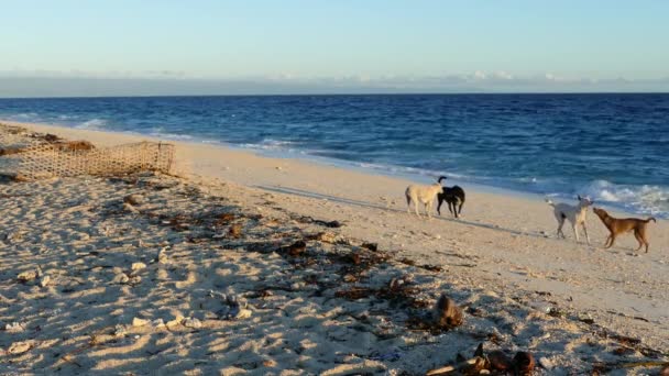 Hunde Spielen Strand Von Balicasag Island Bohol Auf Den Philippinen — Stockvideo