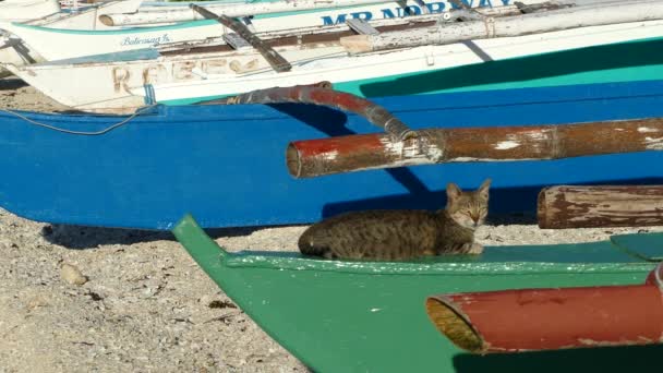 Katt Kylning Morgonen Katamaran Båt Stranden Balicasag Island Bohol Filippinerna — Stockvideo