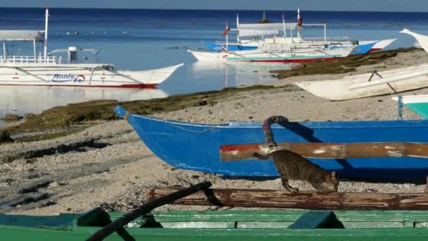 Gato Rascarse Las Uñas Barco Catamarán Playa Isla Balicasag Bohol — Vídeo de stock