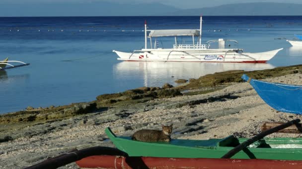 Γάτα Ψύξη Πρωί Ένα Σκάφος Catamaran Στην Παραλία Του Νησιού — Αρχείο Βίντεο