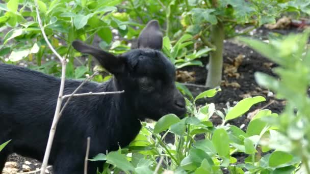 菲律宾博霍尔的Balicasag岛 一只正在吃树叶的黑山羊正在靠近它 — 图库视频影像
