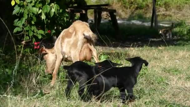 Cabra Madre Morena Con Dos Cabras Negras Isla Balicasag Bohol — Vídeos de Stock