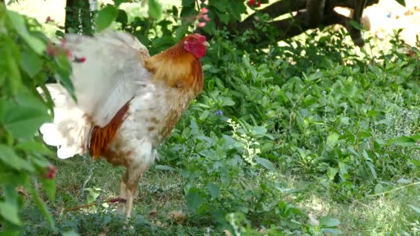 Rooster Stretching His Wings Balicasag Island Bohol Philippines — Stock Video