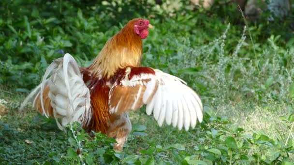 Coq Étirant Ses Ailes Chantant Île Balicasag Bohol Aux Philippines — Video