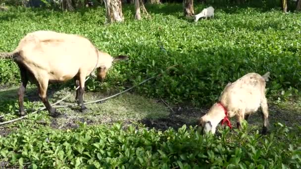 Mère chèvre et bébé chèvre mangeant des feuilles à l'île Balicasag à Bohol aux Philippines