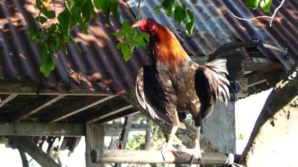 Rooster Looking Balicasag Island Bohol Philippines — Stock Video