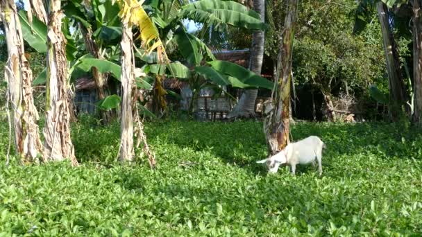 Ziege Und Haus Auf Der Insel Balicasag Bohol Auf Den — Stockvideo