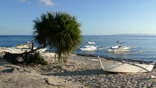 Katamaranboote Und Ein Baum Strand Von Balicasag Island Bohol Auf — Stockvideo