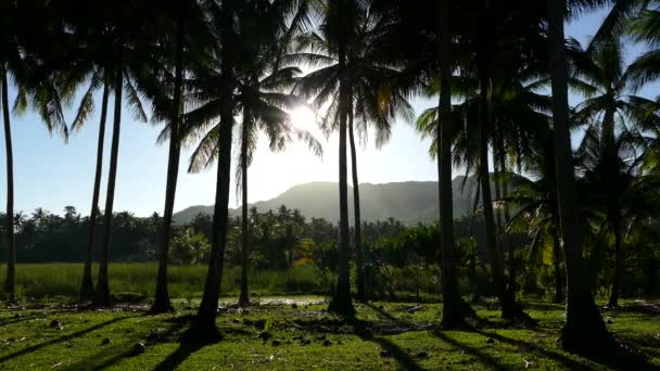 Sinar Matahari Melalui Palmtrees Pedesaan Anda Bohol Filipina — Stok Video