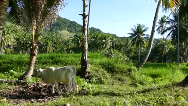 Белая Корова Сельской Местности Анды Бохол Филиппины — стоковое видео