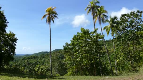 Palmtrees Dan Pegunungan Pedesaan Anda Bohol Filipina — Stok Video