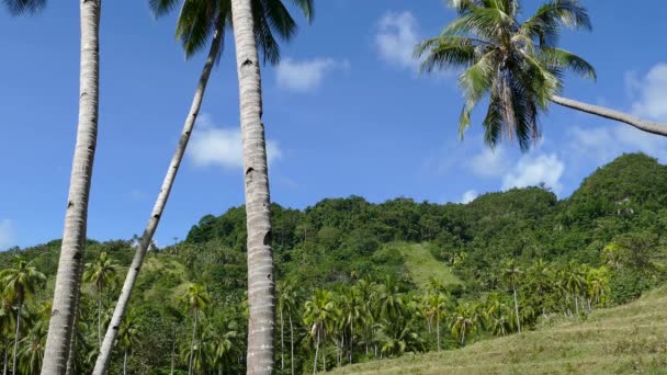 Пальмы Рисовая Терраса Анде Бохоль Филиппины — стоковое видео
