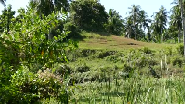 Rolnicy Spacerujący Liśćmi Ściętymi Drzewa Farmie Anda Bohol Filipinach — Wideo stockowe