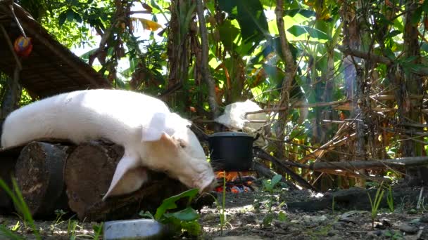 Mempersiapkan Diri Untuk Membersihkan Babi Kematian Pedesaan Filipina — Stok Video