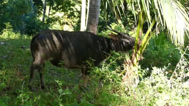 Wasserbüffel Brechen Ein Palmblatt Der Landschaft Von Anda Bohol Auf — Stockvideo