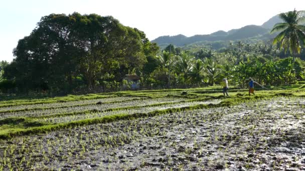 Фермери Проходили Повз Рисові Поля Анда Бохол Філіппіни — стокове відео