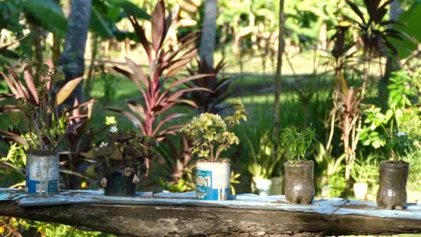 Växter Burk Och Plastflaska Filippinerna — Stockvideo