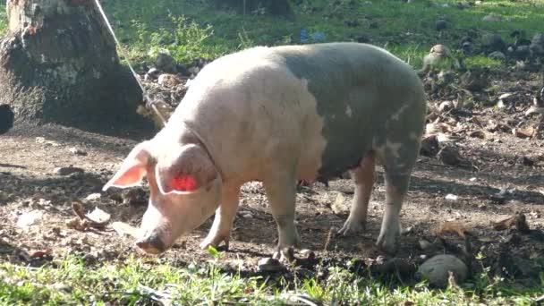 Cerdo Atado Con Una Cuerda Árbol Campo Anda Bohol Filipinas — Vídeos de Stock