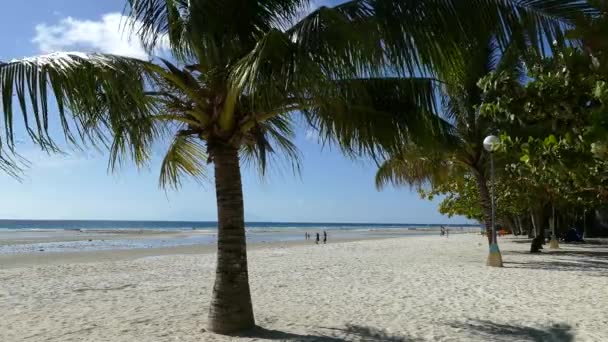 Palmera Playa Anda Por Mañana Durante Marea Baja Isla Bohol — Vídeo de stock
