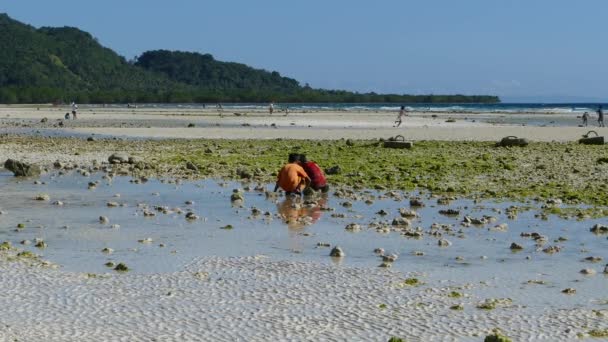 Kids Plat Anda Beach Morning Low Tide Bohol Island Philippines — Stock Video