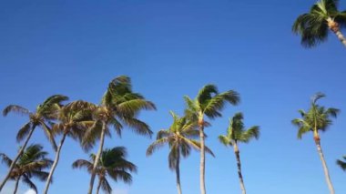 Aruba 'da palmiyelerin altında yürürken