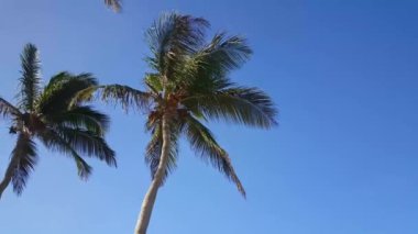 Aruba 'da palmiyelerin altında yürürken
