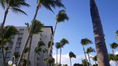 Aruba 'daki Palm Beach' te palmiyelerin altında yürürken
