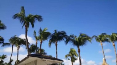 Aruba 'da Palm Beach' te dolaşıyorum.