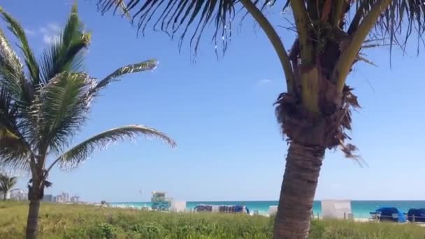 美国迈阿密海滩的棕榈树和海滩 — 图库视频影像