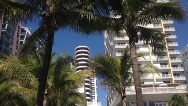 Palmtrees Hotels Miami Beach Usa — Stock Video