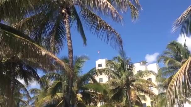 Palmeras Hoteles Miami Beach Estados Unidos — Vídeo de stock
