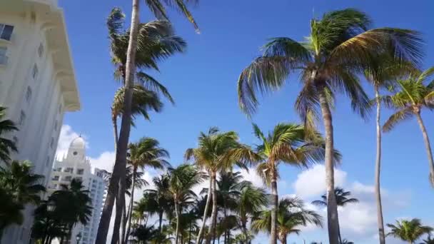 Marcher Sous Les Palmiers Côté Palais Riu Sur Aruba — Video