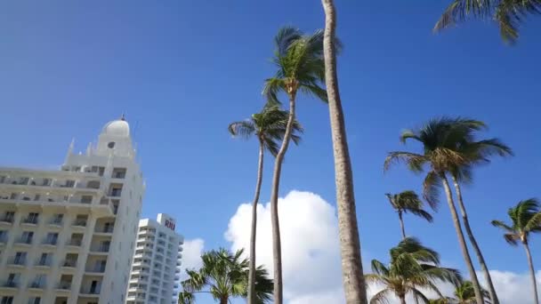 Walking Palmtrees Next Riu Palace Aruba — Stock Video