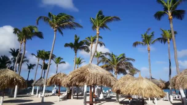 Palmeiras Guarda Chuvas Praia Palm Beach Aruba — Vídeo de Stock