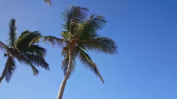 Marcher Sous Les Palmiers Sur Aruba — Video