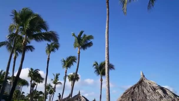 Wandelen Onder Palmbomen Bij Palm Beach Aruba — Stockvideo