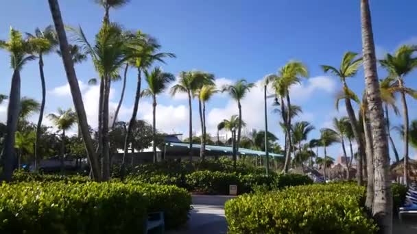 Walking Palm Beach Aruba — Stock Video