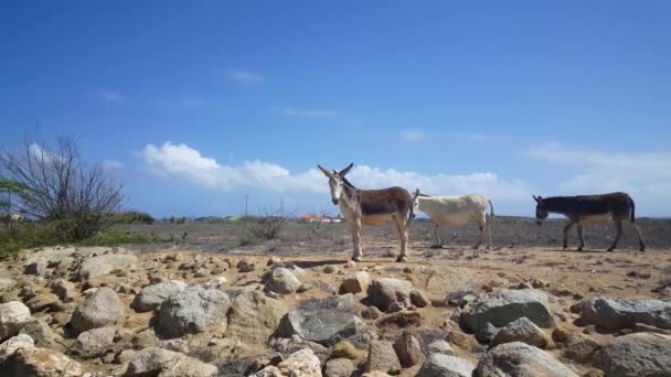 Tre Asini Aruba Guardando Verso Macchina Fotografica — Video Stock